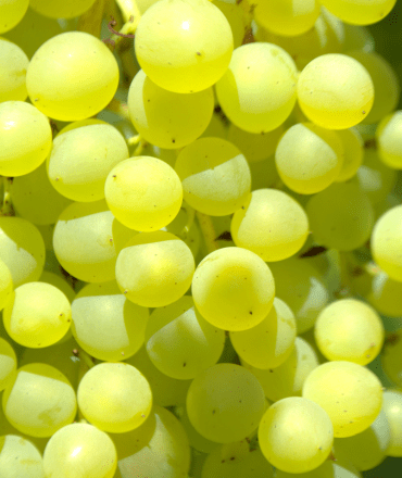 fresh fruits & vegetables (8)