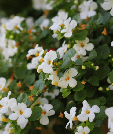 organic herbal products – pure, fresh & effective (3)