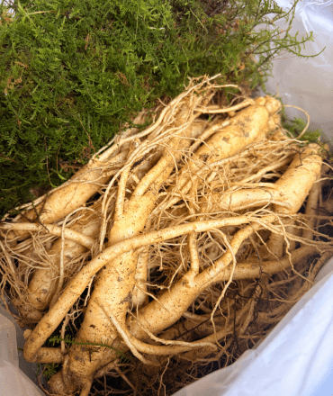 organic herbal products – pure, fresh & effective (5)